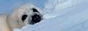 Misc badge
